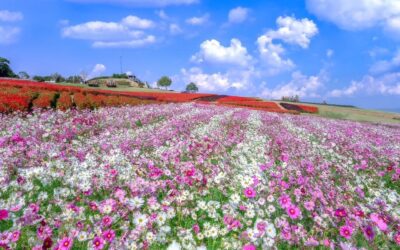 Yumiの撮影日記📷コスモスの花絶景 あわじ花さじき