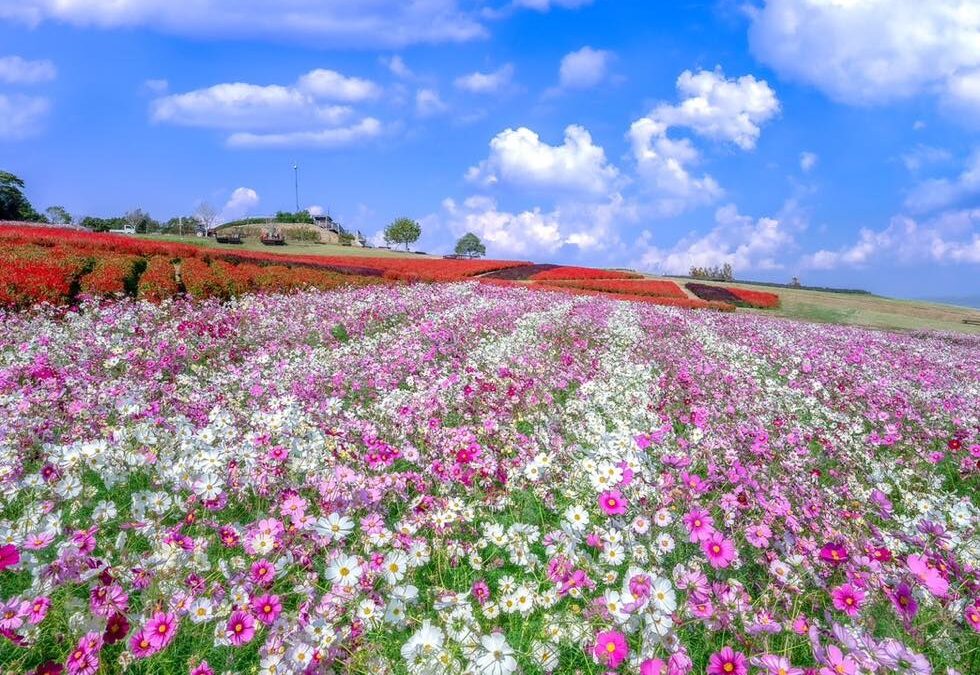 Yumiの撮影日記📷コスモスの花絶景 あわじ花さじき