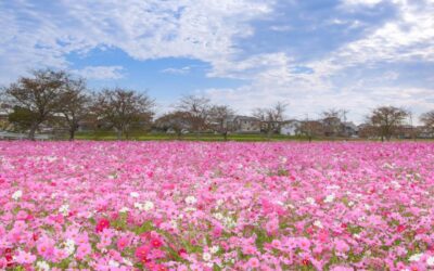 junkoの花旅story•¨•.¸¸♬︎🌸兵庫県のコスモス畑巡り🌸