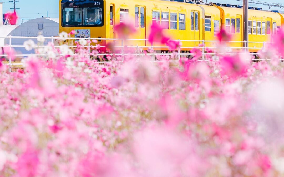 yukikoのリピートしたくなる花風景「花畑を走る三岐鉄道」